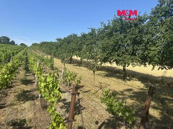 Nabízím k prodeji pozemek o celkové výměře 3 501 m² ve vinař