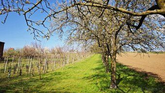Nabízím k prodeji pozemek o celkové výměře 3 501 m² ve vinař