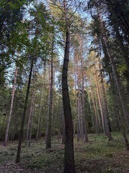 Nabízím k prodeji atraktivní lesní pozemek v katastrálním úz