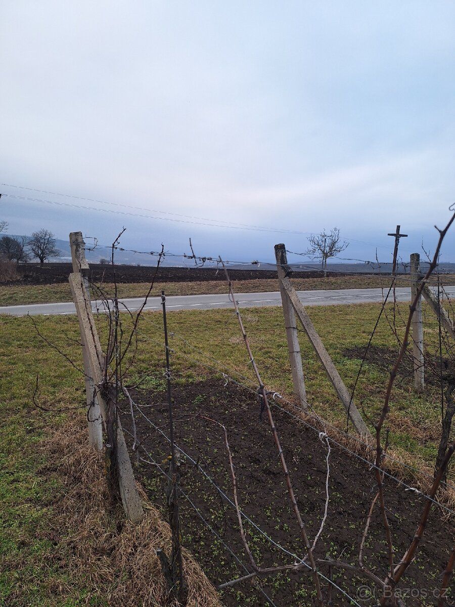 Prodám, nebo pronajmu vinohrad o výměře 4142 m2 v katastru o