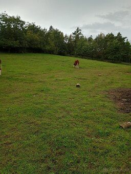 Nabízím k prodeji zahradu o výměře 7.428 m2 v zástavbě intra