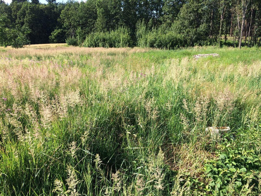 Nabízíme k pronájmu pozemek zahrady - louku (býv.paseku) ned