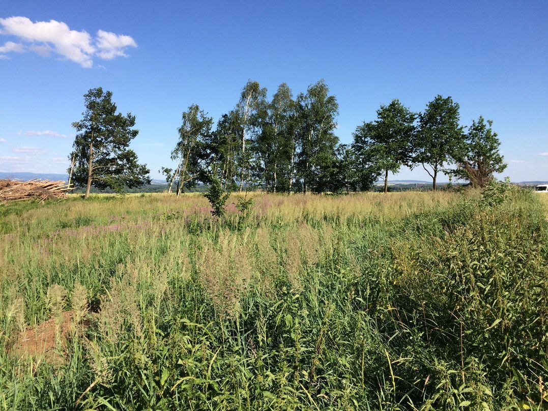 Nabízíme k pronájmu pozemek zahrady - louku (býv.paseku) ned