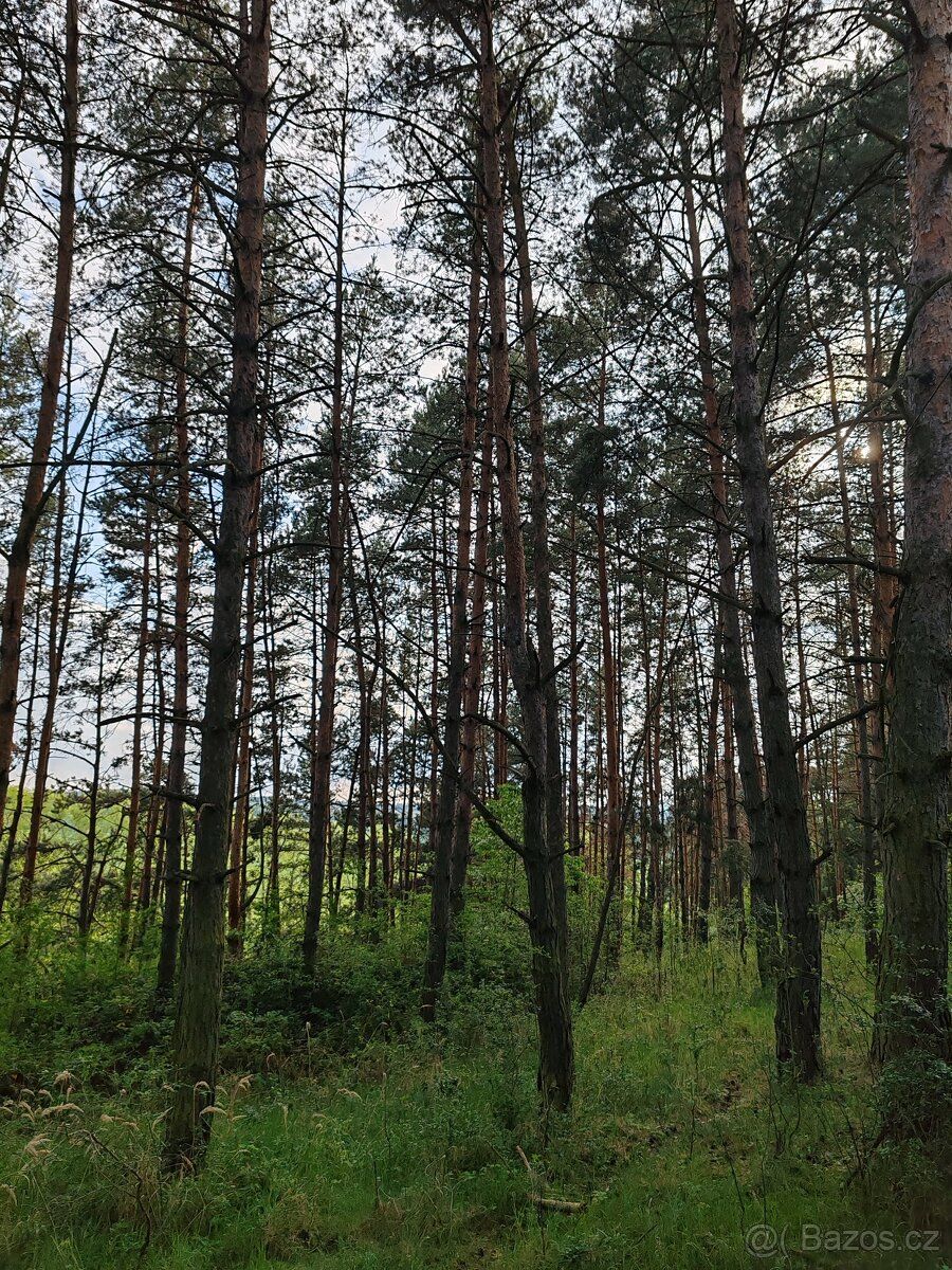 Prodám spoluvlastnický podíl o velikosti 3/4 na lesním pozem