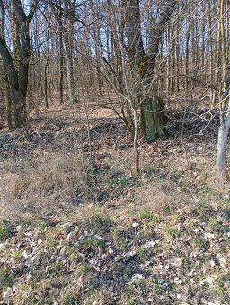 Prodám ornou půdu, pole u Trnobran, okres Litoměřice. Výměra