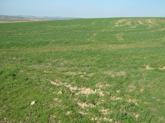 Nabízím k prodeji pozemek-ornou půdu o rozloze 7 069 m2 u ob