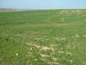 Nabízím k prodeji pozemek-ornou půdu o rozloze 7 069 m2 u ob