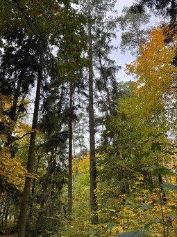 Nabízím k prodeji lesní pozemek v k.ú. Doubrava nad Vltavou.
