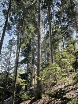 Prodám lesní pozemek v katastrálním území Lupěné. Jedná se o