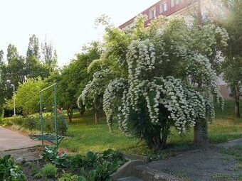 Popis
• 3. (poslední) patro cihlového domu
• dispozice 2+1, 