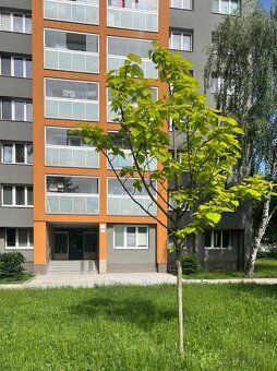 Hezký nově zrekonstruovaný byt s lodžii v Karviné Mizerově. 