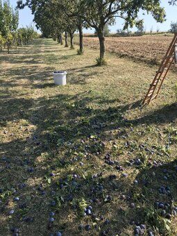 Prodám mladý vinohrad s ovocným sadem o rozloze cca 3500m2. 