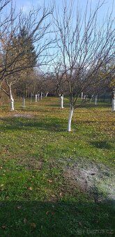 Prodám oplocenou zahradu 1502m2 s podsklepenou chatkou 21m2,