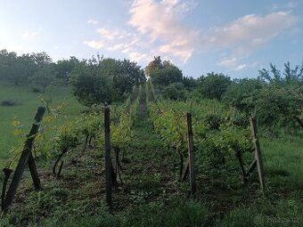 Nabízím k pronájmu rekreační pozemek o výměře cca 1 400 m² v