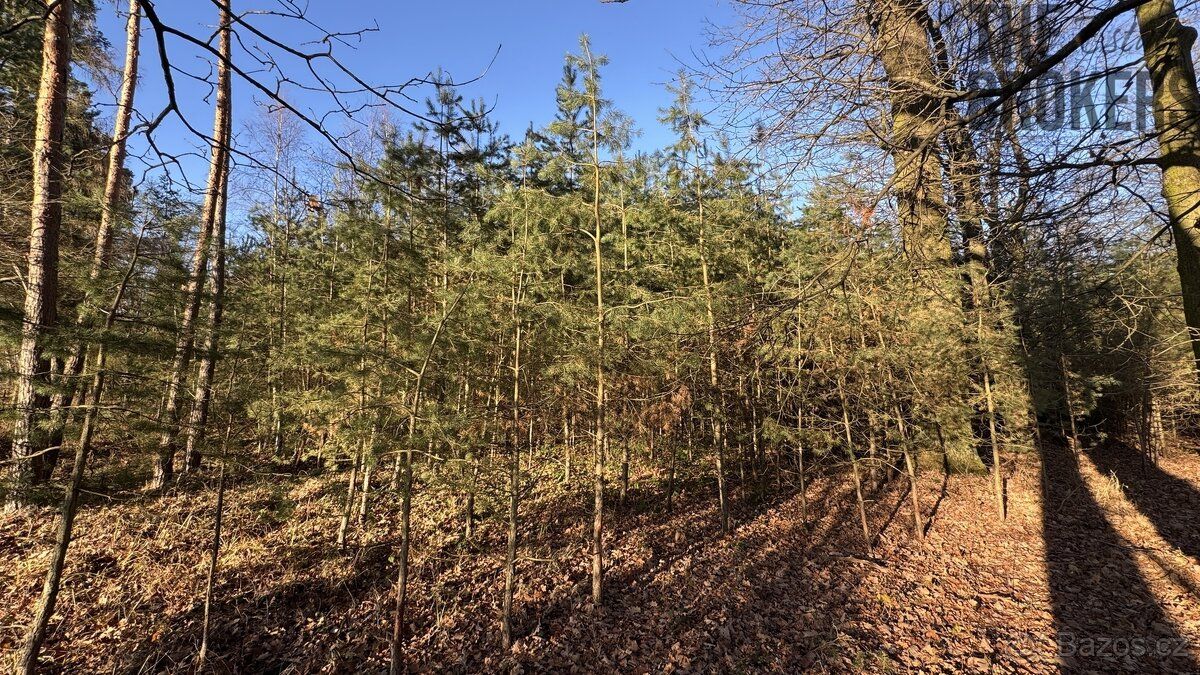 Nabízíme k prodeji lesní pozemek o rozloze 8 225 m², situova