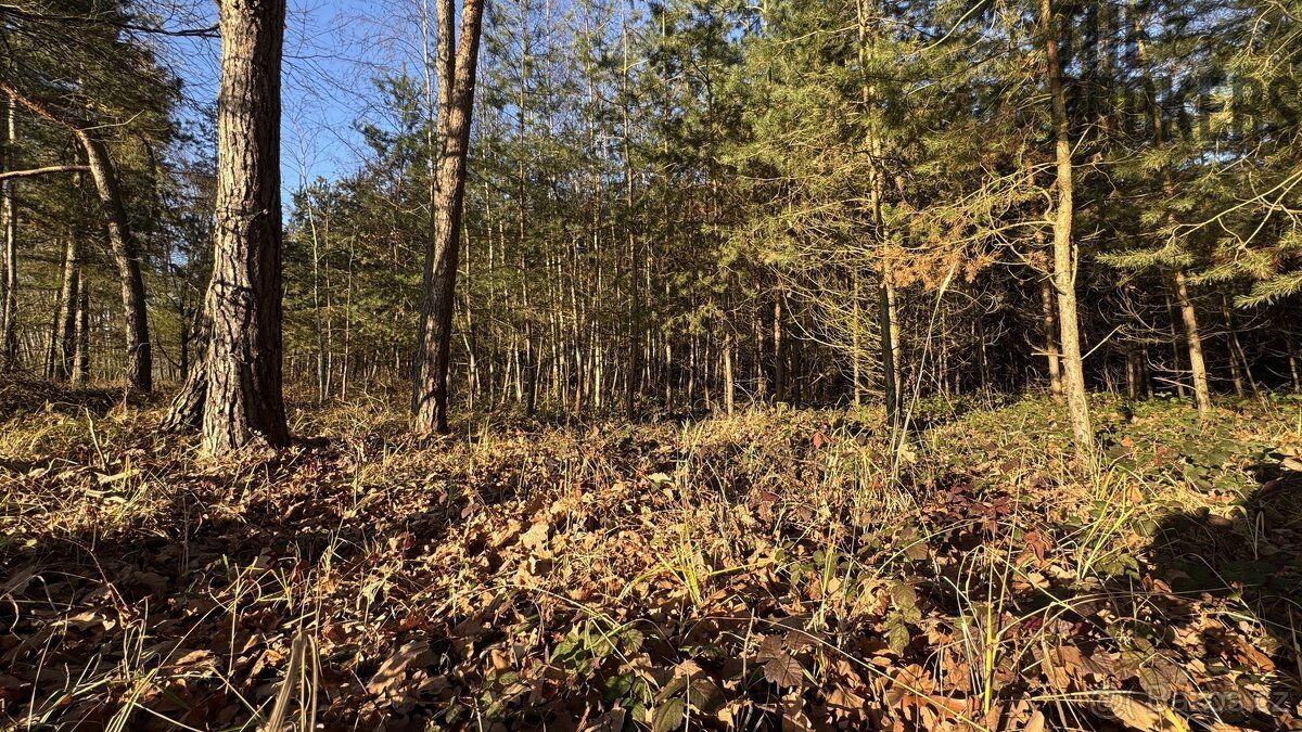 Nabízíme k prodeji lesní pozemek o rozloze 8 225 m², situova