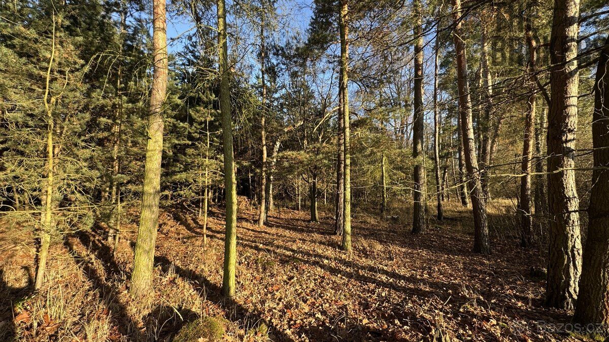 Nabízíme k prodeji lesní pozemek o rozloze 8 225 m², situova