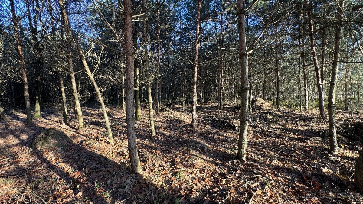 Nabízíme k prodeji lesní pozemek o rozloze 8 225 m², situova