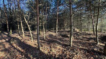 Nabízíme k prodeji lesní pozemek o rozloze 8 225 m², situova