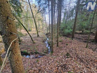 Prodej lesního pozemku v k.ú. Trocnov, okr. České Budějovice