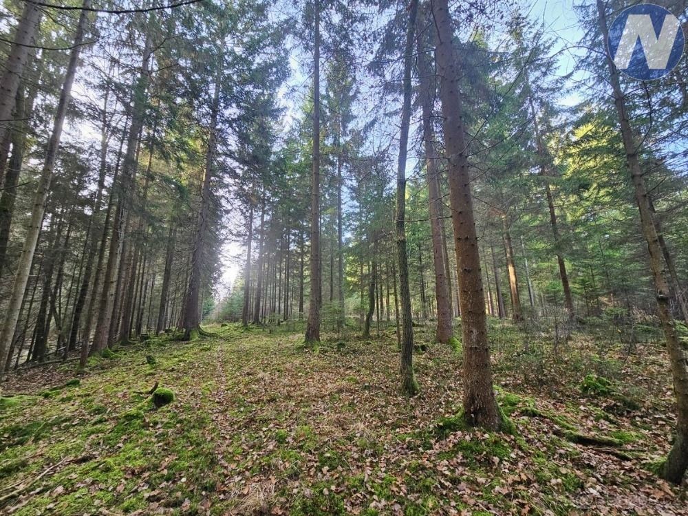 Prodej lesního pozemku v k.ú. Trocnov, okr. České Budějovice