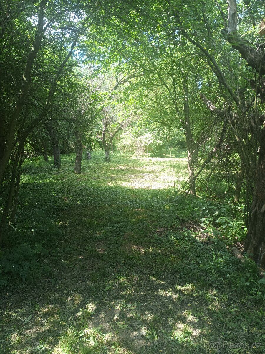 Dobrý den, pronajmu zahradu v blízkosti řeky Moravy kousek o