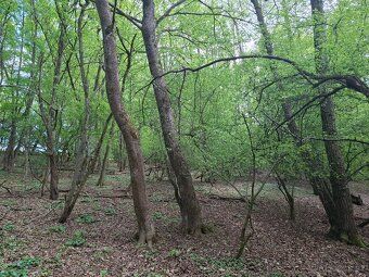 Prodávám lesní pozemek v k.ú. Bojkovice, parcely č. 2987/33 