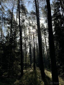 Prodám lesní pozemek v k.ú. Žichlice u Hromnic. Jedná se o p