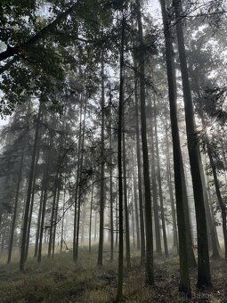 Prodám lesní pozemek v k.ú. Žichlice u Hromnic. Jedná se o p