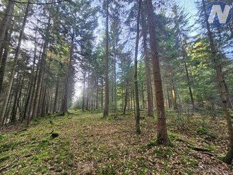 Prodám lesní pozemek v katastrálním území Jílovice u Trhovýc