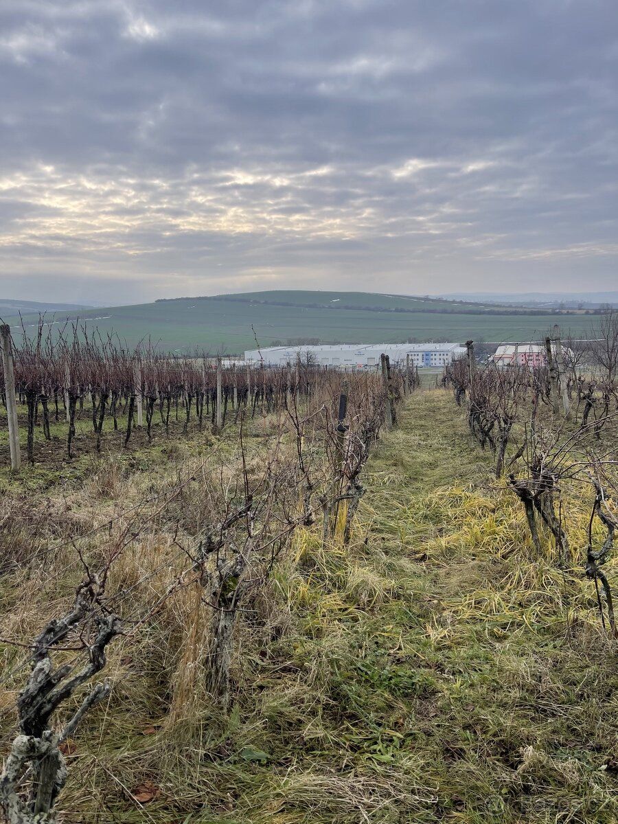 Prodám 1/2 podíl na vinici o ploše 1505 m2 v lokalitě Slovác