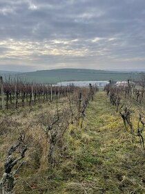 Prodám 1/2 podíl na vinici o ploše 1505 m2 v lokalitě Slovác