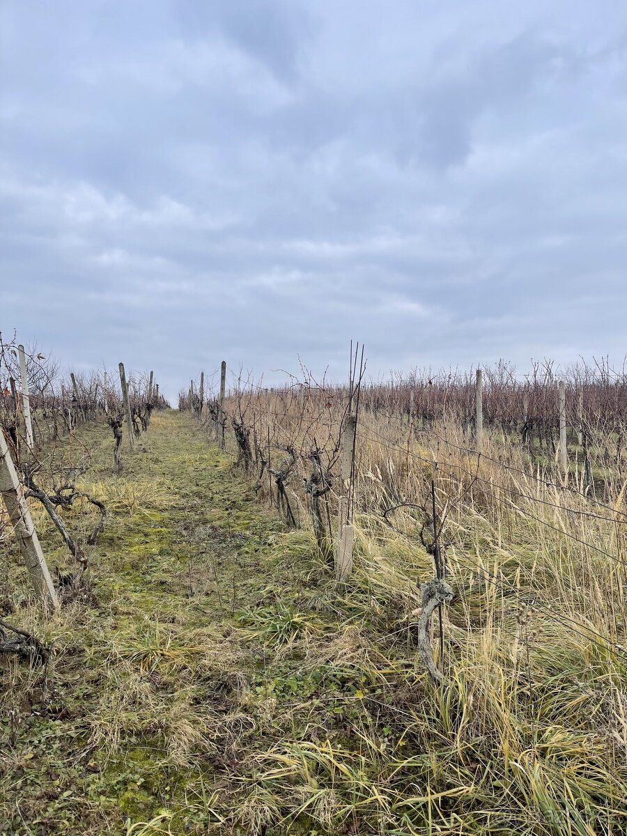 Prodám 1/2 podíl na vinici o ploše 1505 m2 v lokalitě Slovác
