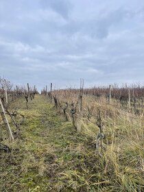 Prodám 1/2 podíl na vinici o ploše 1505 m2 v lokalitě Slovác