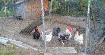 Prodám chatu se zahradou v osobním vlastnictví 20 m od lesa.