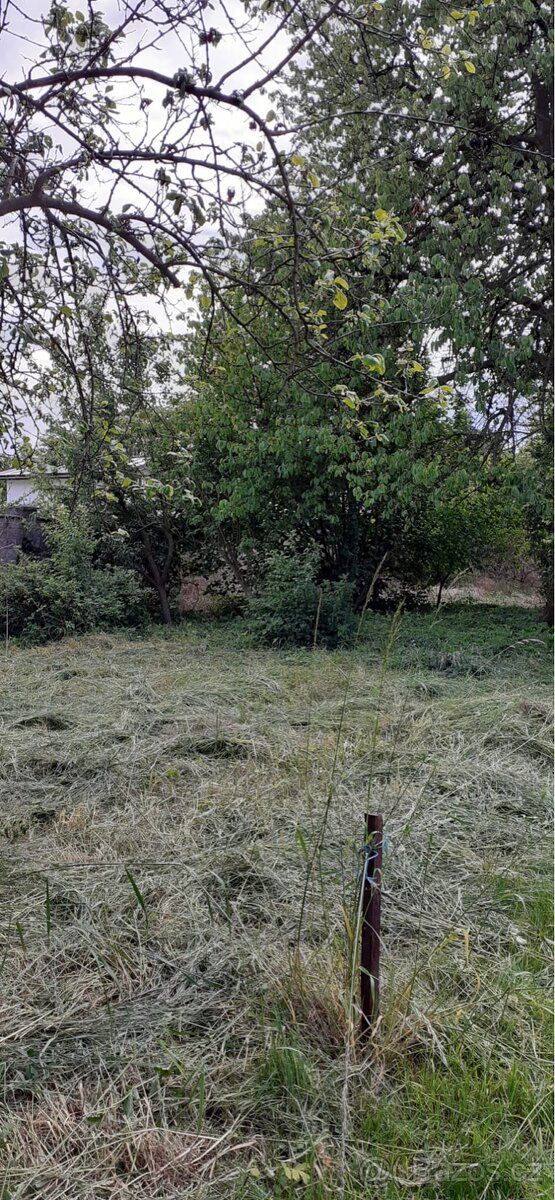 Pronajmu velkou zahradu ve Mšeně u Mělníka, ulice Zahradní. 