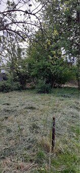 Pronajmu velkou zahradu ve Mšeně u Mělníka, ulice Zahradní. 