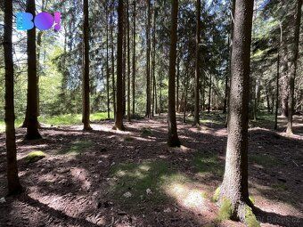 Chcete investovat do lesních pozemků v malebné přírodě Česko