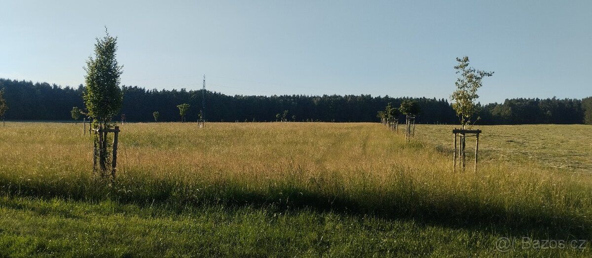 Pronájmu louku 3,3 ha v Suchdole nad Lužnicí
