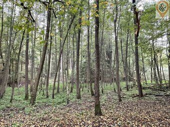 Nabízíme k prodeji lesní pozemek o výměře 8 326 m² v obci Sv