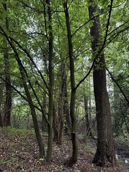 We sell forest land in cadastral district of Blíževedly.
