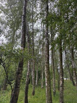 Hledáte ideální investici do budoucnosti? Chcete mít jistotu