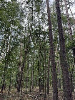 Nabízíme k prodeji 2 samostatné parcely k výstabě. V katastr