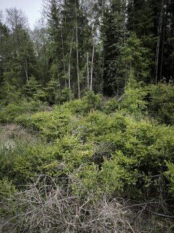 Prodám pozemky:
LV:727 Louňovice pod Blaníkem, pč.1628 (plné