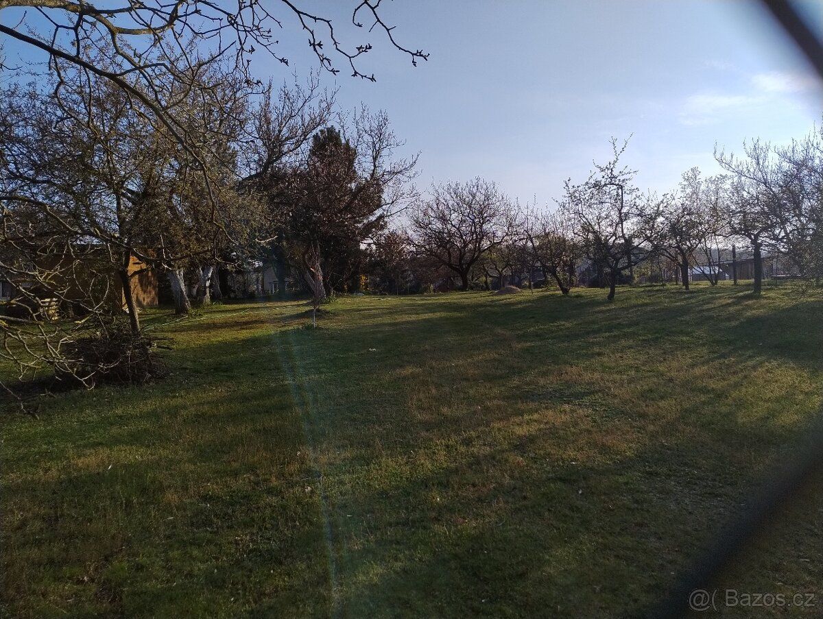 Pronajmu zahradu v Popůvkách, na pozemku jsou ovocné stromy,
