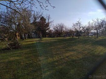 Pronajmu zahradu v Popůvkách, na pozemku jsou ovocné stromy,