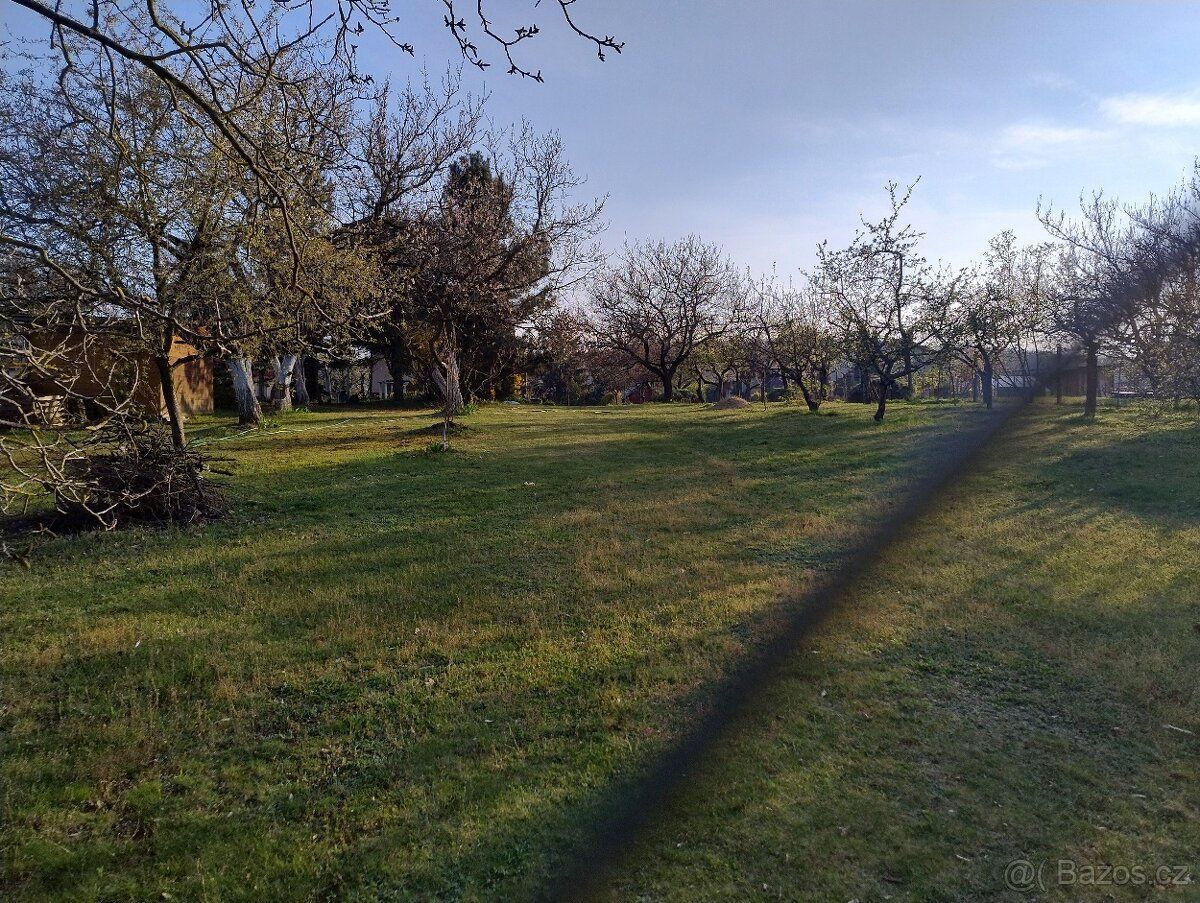 Pronajmu zahradu v Popůvkách, na pozemku jsou ovocné stromy,