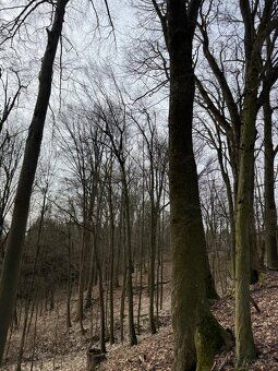Oferuję na sprzedaż leśne działki w obrębie ewidencyjnym