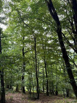 Oferuję na sprzedaż leśne grunty w obszarze katastralnym
