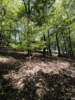 I sell forest plots in the cadastral area Zabreh na Morave